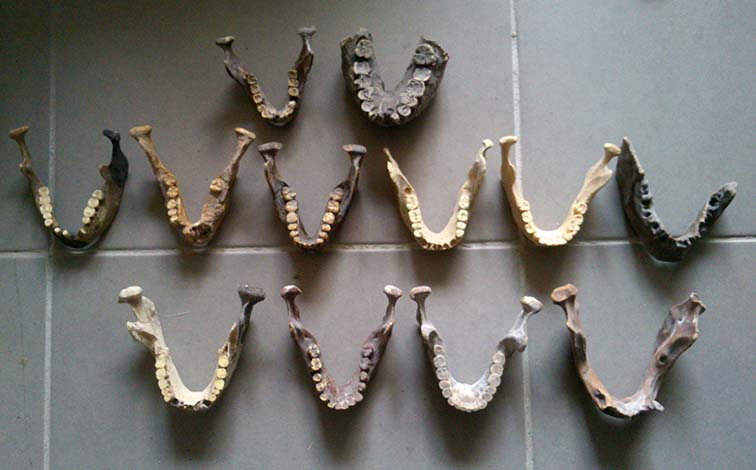 mandibules